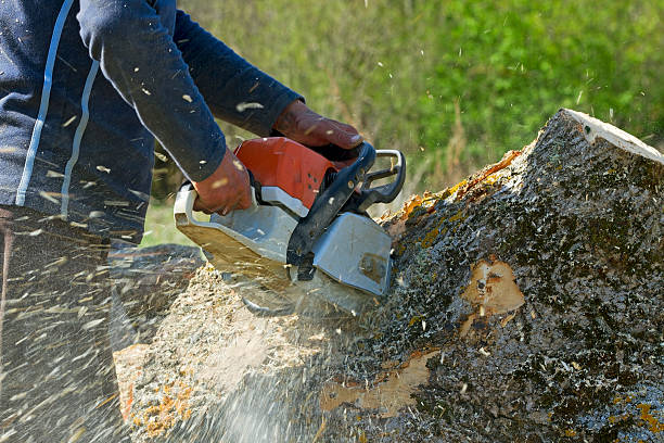 Tracyton, WA Tree Service Company